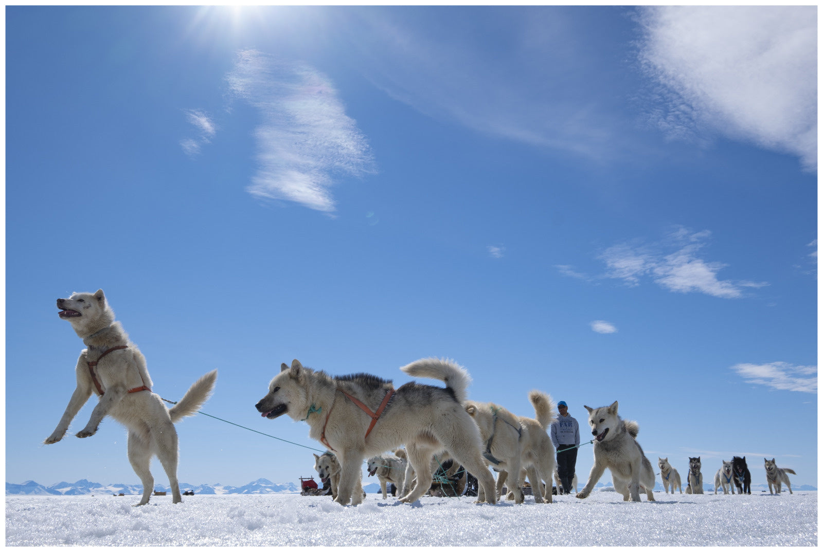 極地に伝わる犬ぞりの歴史