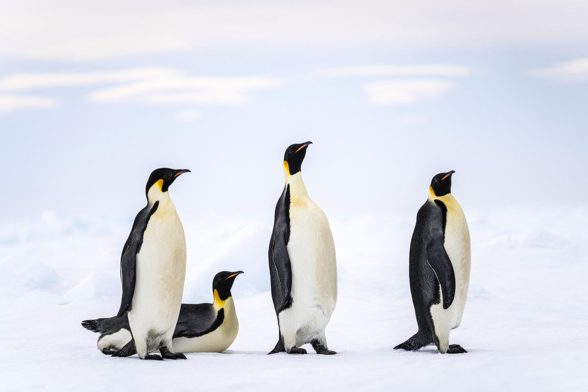 4月25日は【世界ペンギンの日】　ペンギンに会いに南極クルーズへ出かけよう！
