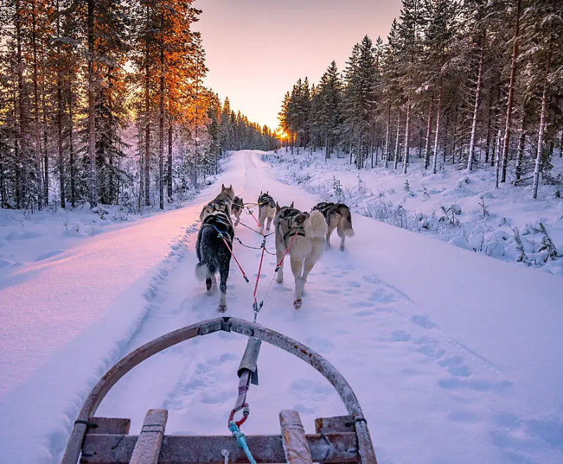 ヘルシンキ発 / ケミ着|北極への玄関口 ボスニア湾クルーズ 9日間