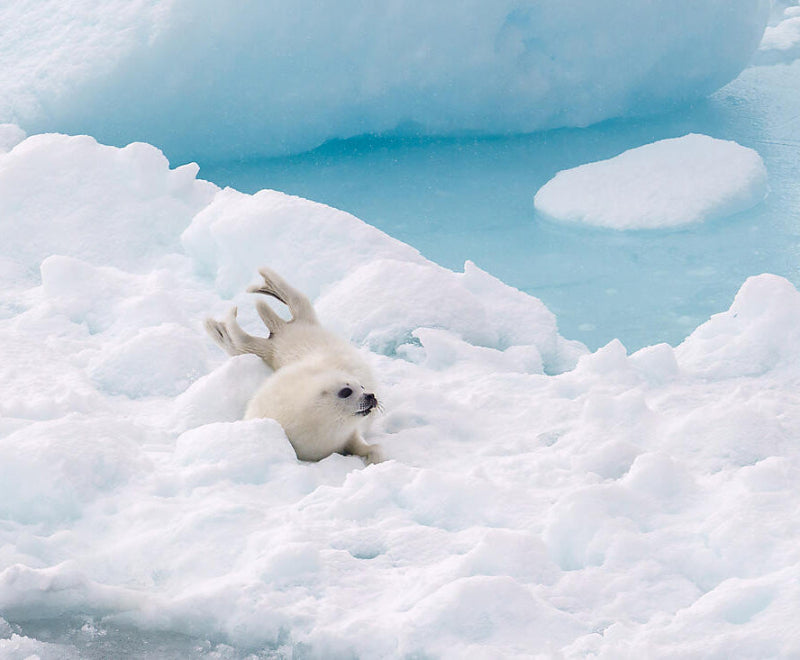 冬の終わり セントローレンスからグリーンランドへ 15日間