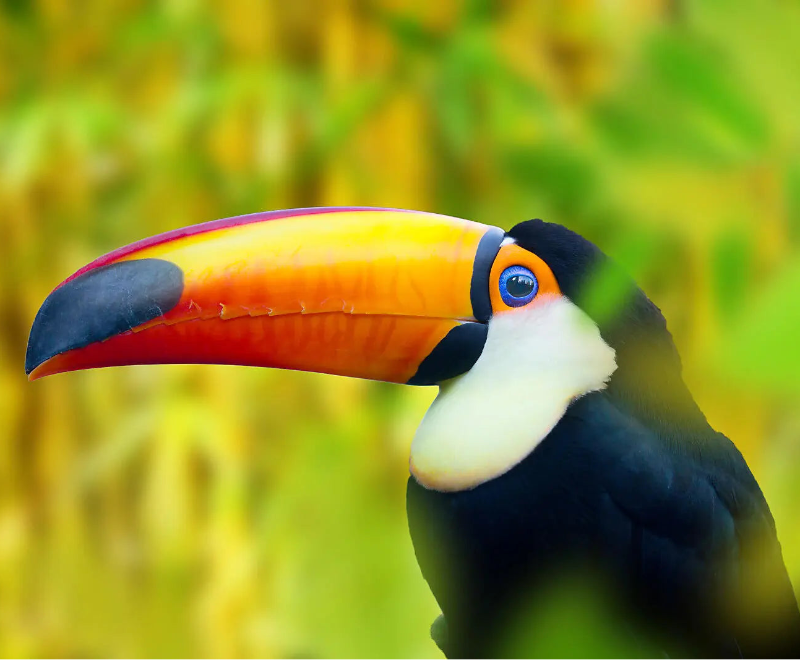 プンタレナス発 / コロン着 中米の宝石とパナマ運河 8日間