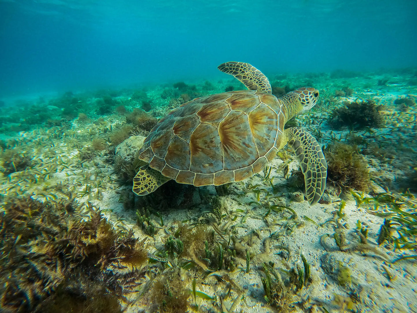 フォールドフランス発着|カリブ海クルーズ 8日間