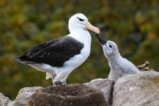 野生動物の宝庫 南極と英領フォークランド諸島へ