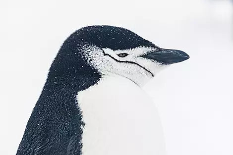 ニュージーランド発着 南極・ロス海クルーズ