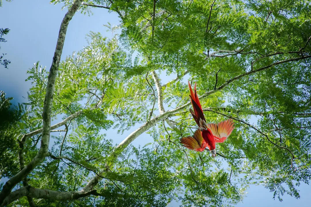 2026-2027年 コスタリカクルーズ