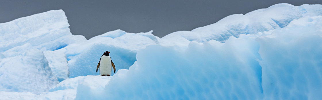 【10日間限定】2024年南極クルーズ2,000ユーロ割引！ 今シーズンの南極へのラストチャンスです！