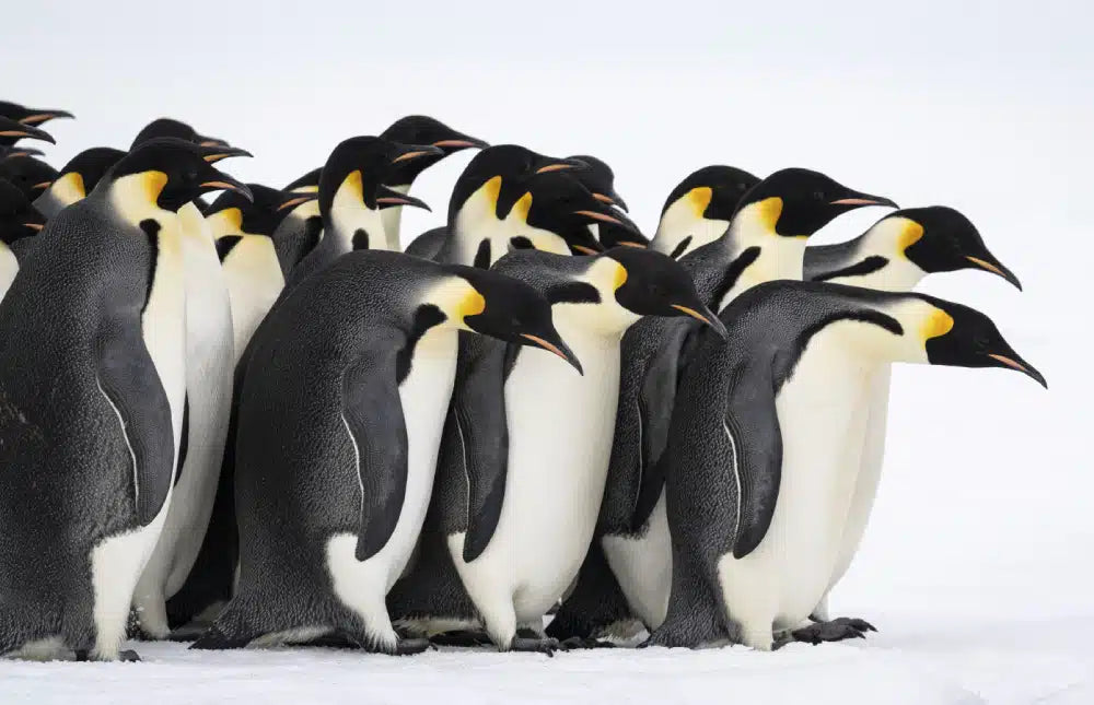 南極で出会うことができるペンギンの種類と魅力