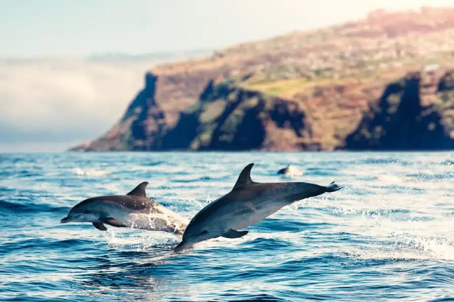 マデイラ島：ヨーロッパが誇る南国の楽園