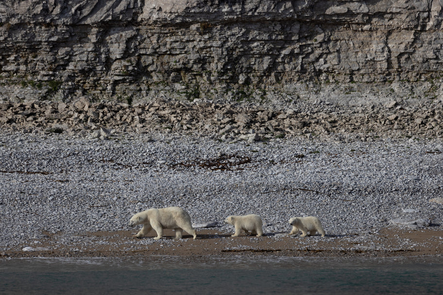articles/27_RN025-O070922_Polar-bear-mother-and-cubs-on-Akpatok-Island-Canada-NW-Passage_PONANT-Photo-Ambassa.jpg