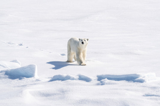 【3月31日(日)まで】2024年グリーンランドクルーズ　2,000ユーロ(30万円以上!!)割引キャンペーン！