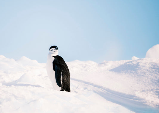 2023年-2024年 南極クルーズ　シングル追加料金無料対象の出発日が大幅に増えました！