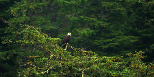 【公式YouTube】アラスカの新しい動画が公開になりました。