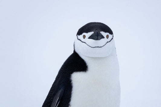 メディア情報：「Numero TOKYO」南極クルーズ旅行記の第2弾が掲載されました。