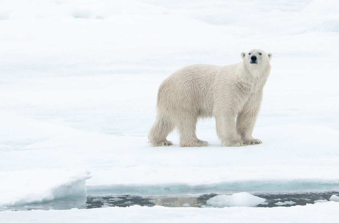2月27日は【国際ホッキョクグマの日】　ホッキョクグマに出会いに北極クルーズへ出かけよう