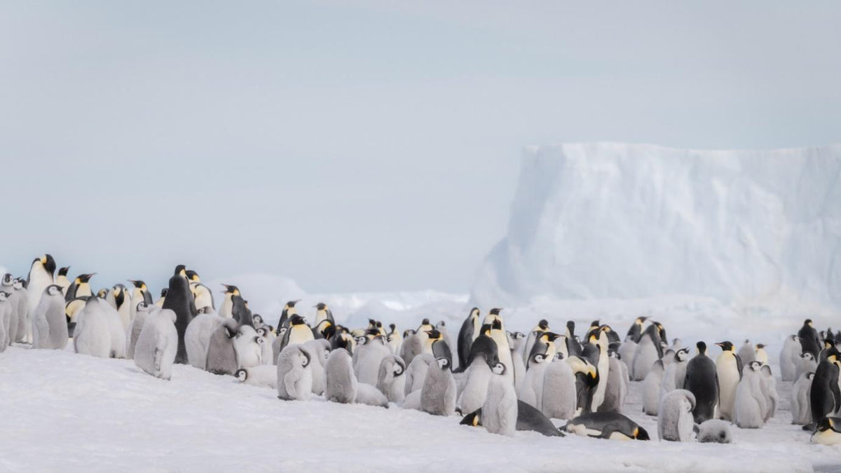 仏・クルーズ会社「ポナン」豪華砕氷客船ル コマンダン シャルコー号ゲストを乗せ、スノーヒル島の皇帝ペンギンのコロニーへ到達