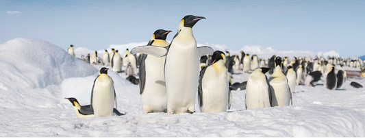 ポナンで行く南極クルーズ！ 2026年〜2028年