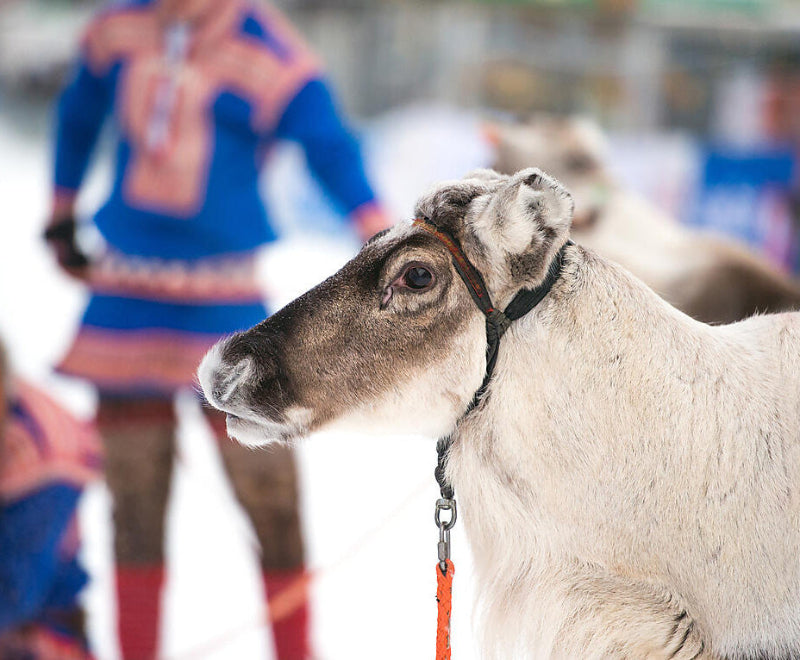 トロムソ発 / ナルヴィク着｜オーロラ鑑賞 ノールカップからロフォーテン諸島へ	9日間