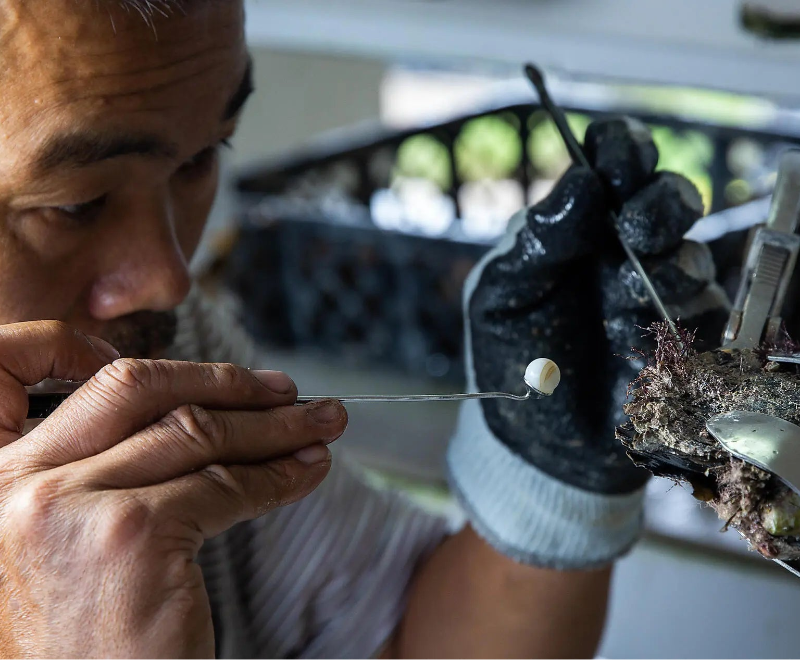 タヒチ発着｜フレンチポリネシアとピトケアン諸島 15日間