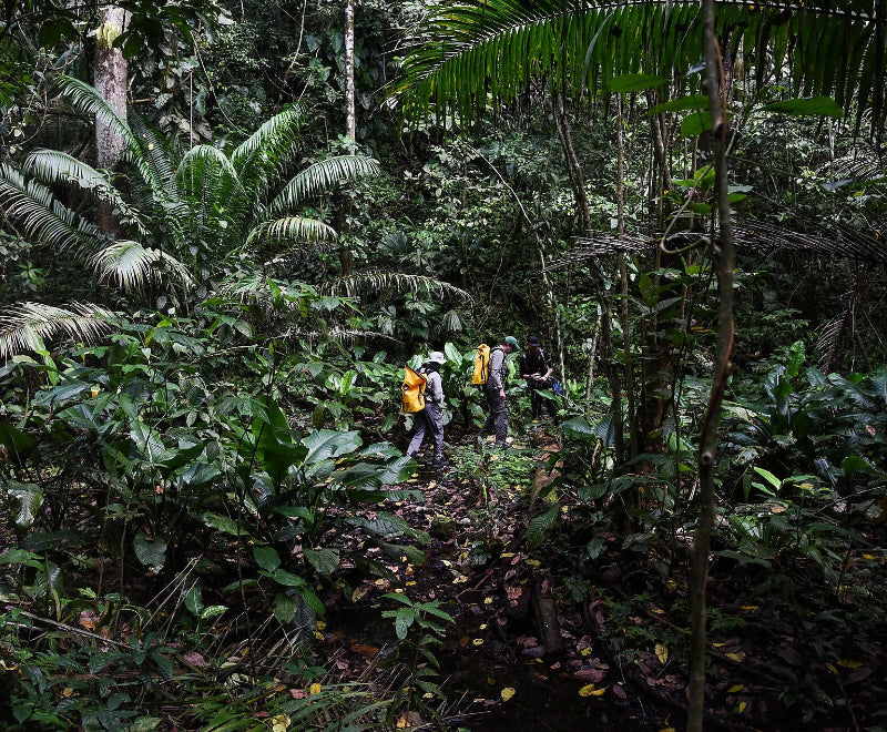 プンタレナス発 / コロン着	パナマ、コスタリカクルーズ	11日間
