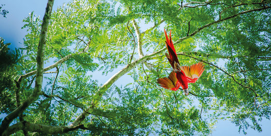 プンタレナス発 / コロン着	中米の宝石とパナマ運河 8日間