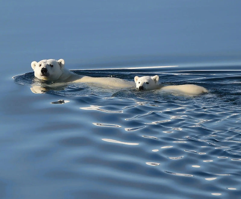 カンゲルルススアーク発 / ハリファックス着｜グリーンランドからカナダ東海岸へ 18日間