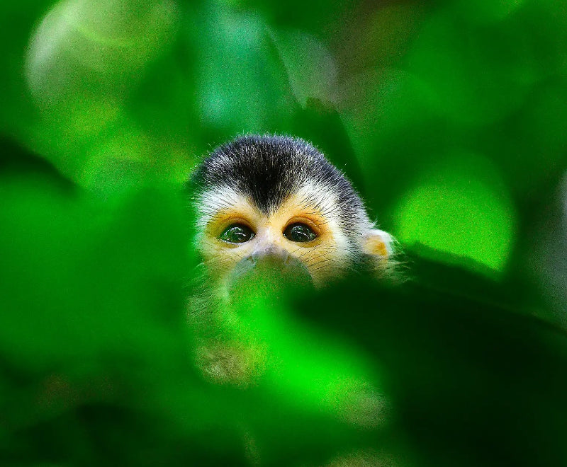 プンタアレナス発着｜コスタリカ太平洋岸クルーズ  8日間