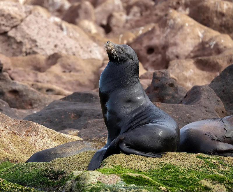 カボサンルーカス発着｜バハ カリフォルニアクルーズ 11日間