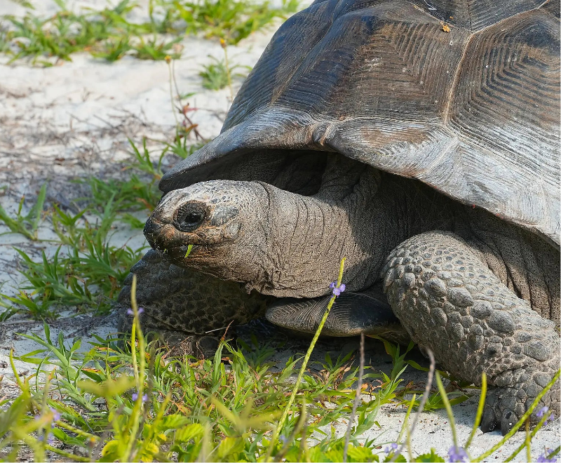 ノシベ発/ビクトリア着｜マダガスカルからセーシェルへ、知られざる楽園の島々 11日間