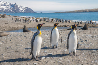 【シングル追加料金無料】ペンギンたちの楽園　南極とサウスジョージア島へ