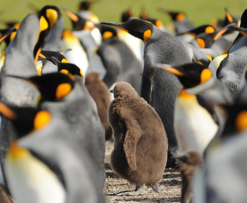 大自然の宝庫　フォークランド諸島とサウスジョージア島、バルデス半島へ	20日間 [2028年3月発]