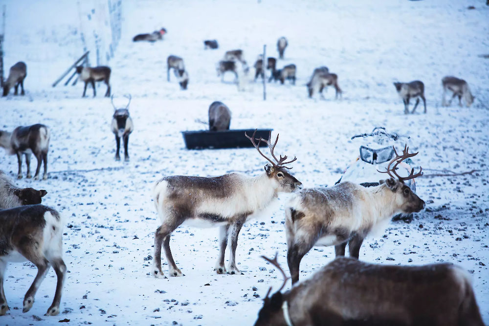 【シングル追加料金無料】サンタの国フィンランドから北欧を巡るクリスマスクルーズ