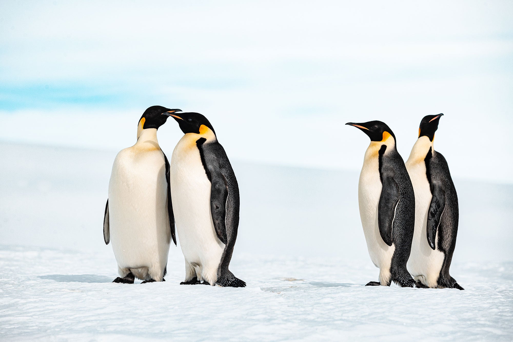 ウェッデル海の皇帝ペンギンに出会う旅