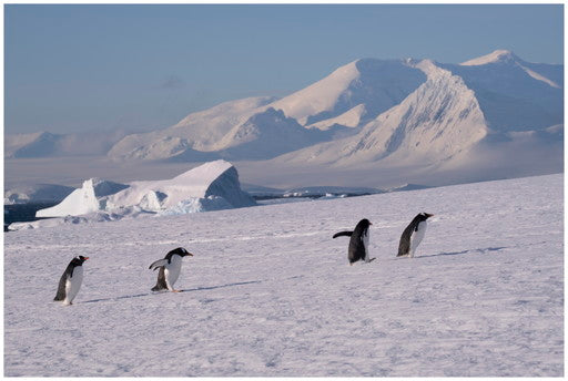 南極圏を超えて　究極の南極エクスペディション